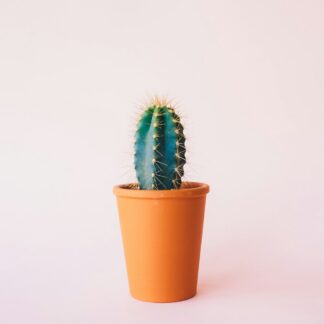 Cactus in Orange Pot
