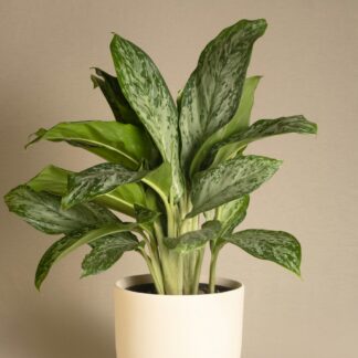 Chinese Evergreen in Cream Pot