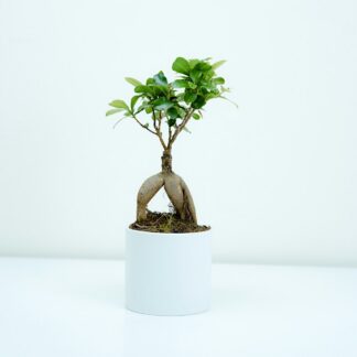 Ginseng Ficus Bonsai