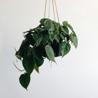 Hanging Pothos Plant