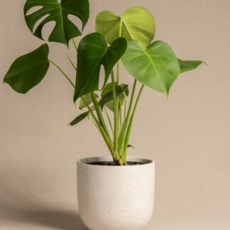 Monstera in Stone Pot