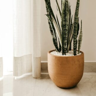 Snake Plant in Terracotta Pot
