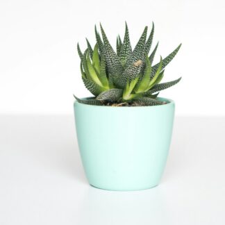 Zebra Haworthia in Mint Pot